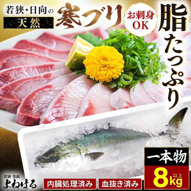 【先行予約】若狭・日向の天然寒ブリ 脂たっぷり（8kg以上）一本物 内臓処理 血抜き済み 寒ぶり【2026年12月下旬以降順次発送予定】[m17-l001]
