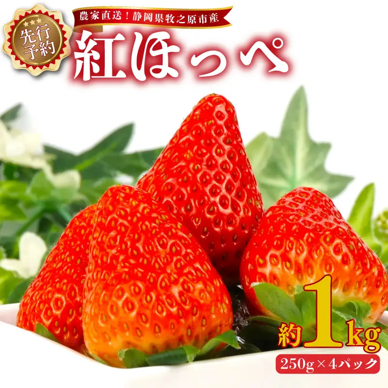【 先行受付 】 紅ほっぺ 1kg いちご 【紅ほっぺ】