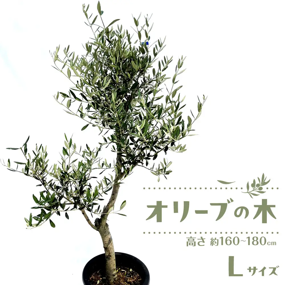 オリーブの木　Lサイズ　高さ約160～180cm