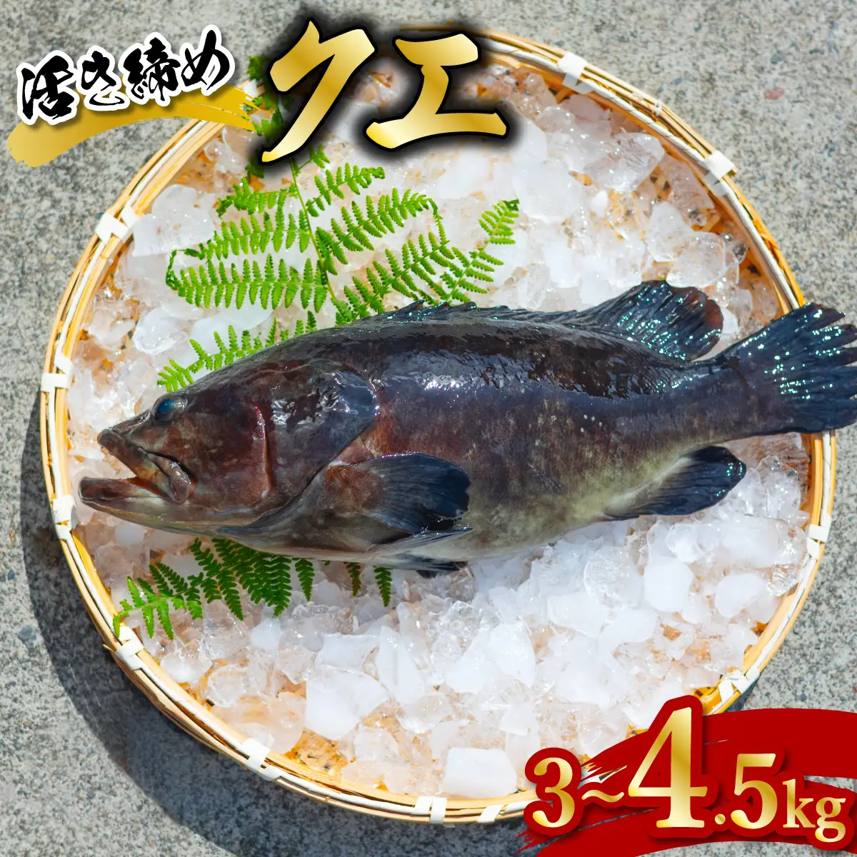 クエ 活き締め 3～4.5kg 本クエ アラ 鮮魚 クエ鍋 高級 高級魚 産地直送 冷蔵 養殖 国産 九絵 鍋
