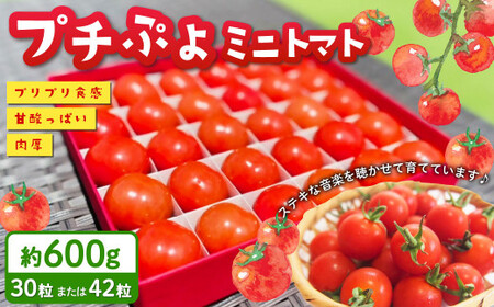 音楽を聴いて育ったプチぷよ🍅一粒万倍 黒／赤BOX【30粒or42粒】【2026年7月上旬-11月上旬発送予定】