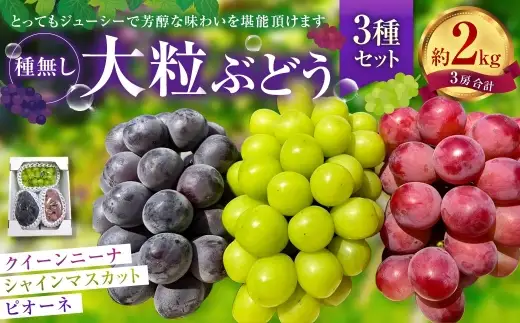 大粒 ぶどう 3種 セット 3房 計約2kg シャインマスカット ピオーネ クイーンニーナ 【2026年10月上旬から12月下旬頃迄発送予定】 ／ マスカット 葡萄 ブドウ 種無し 種なし