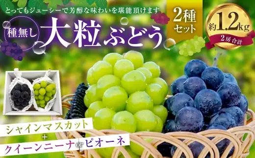 大粒 ぶどう 2種 セット シャインマスカット他 2房 計約1.2kg 【2026年10月上旬から12月下旬頃迄発送予定】 ／  シャインマスカット マスカット 葡萄 ブドウ 種無し 種なし