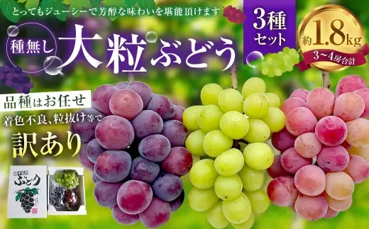 訳あり 大粒 ぶどう 3種 セット 3～4房 計約1.8kg シャインマスカット・ピオーネ等 おまかせ【2026年10月上旬から12月下旬頃迄発送予定】 ／  マスカット ピオーネ 葡萄 ブドウ 種無し 種なし