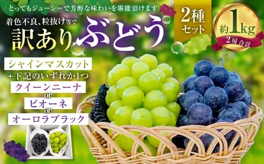 訳ありぶどう2種セット 約1kg 2房【2026年10月上旬から12月下旬頃迄発送予定】 ／ マスカット ピオーネ 葡萄 ブドウ 種無し 種なし