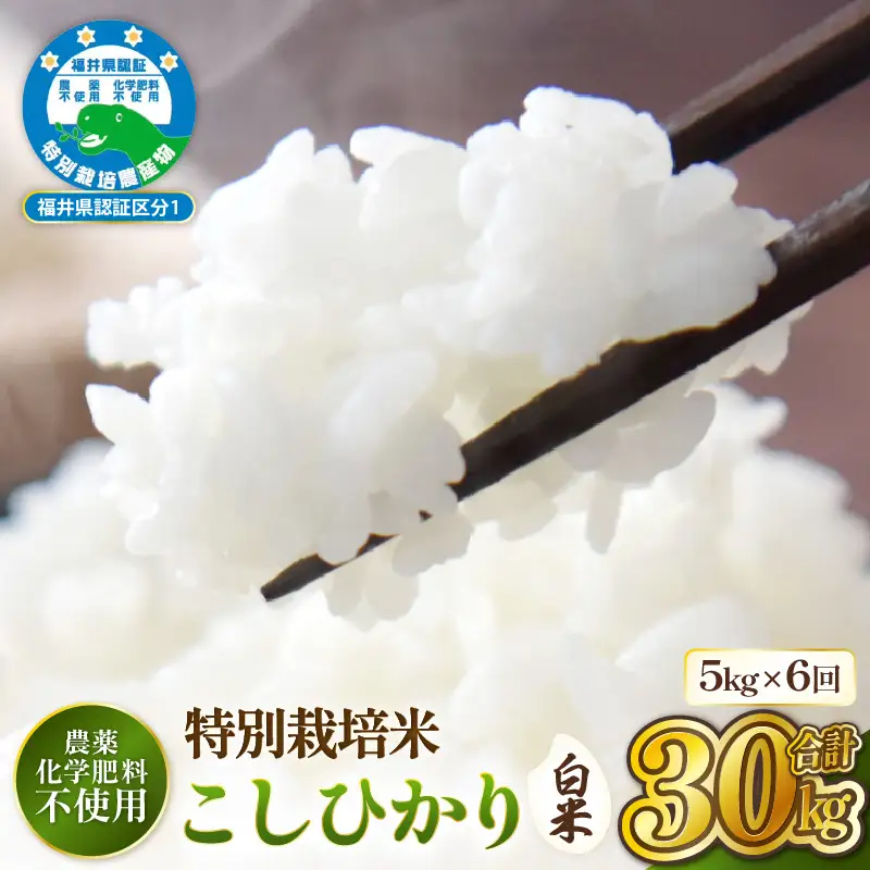 定期便 6ヶ月 新米【令和8年産】特別栽培米コシヒカリ5kg × 6回(白米）【農薬化学肥料不使用】【10月中旬以降発送】 [e81-j001_01]