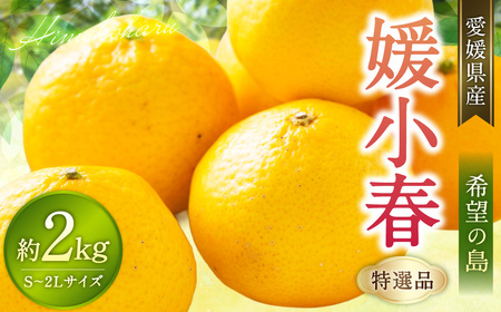 【希望の島】 媛小春 特選品 2kg 愛媛県 松山市 中島産 ひめこはる 柑橘 みかん 贈答用 果物 くだもの フルーツ デザート 国産 常温 【2027年3月上旬-3月下旬迄発送予定】（1018）