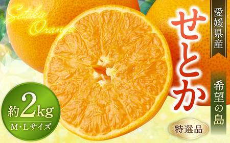 【希望の島】 せとか 特選品 中玉 2kg 愛媛県 松山市 中島産 柑橘 贈答用 果物 くだもの フルーツ デザート 国産 常温 【2027年3月上旬-4月下旬迄発送予定】（1019-1）