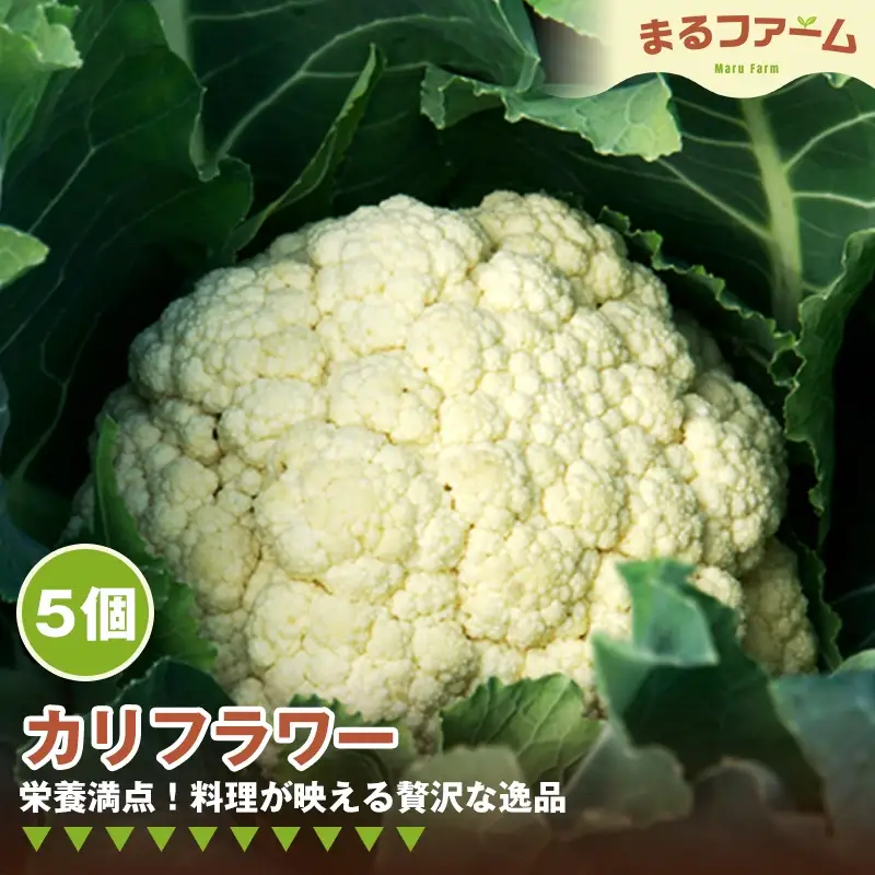 カリフラワー　5コ ／ 新鮮 国産 野菜 食感 コリコリ 甘み 料理用 サラダ スープ ピクルス 下処理簡単 野菜セット 大容量 日常使い 千葉県 特産 No.371