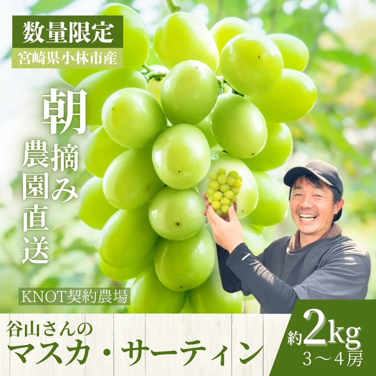【2027年発送 先行予約】農場直送・朝摘み樹上完熟マスカ・サーティン 2kg程度（ブドウ ぶどう シャインマスカット 希少 先行受付 2027 宮崎県）
