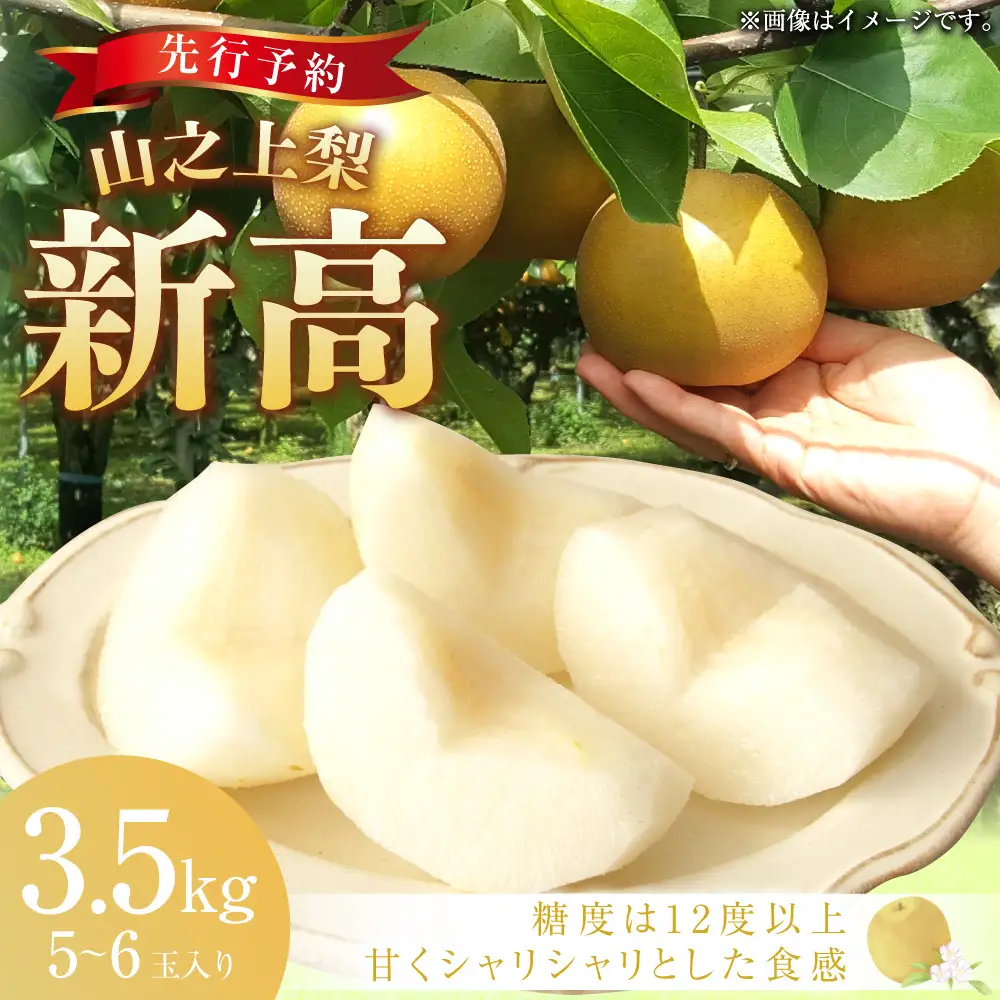 《先行予約》｢丸坂山田農園｣ 山之上梨 新高 1箱 （ 約3.5kg ／ 3～6玉 ） 【2026年9月下旬～10月上旬 発送予定】