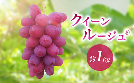 2026年産クイーンルージュ(R)約1kg　果物 葡萄 ぶどう 赤ぶどう マスカット フルーツ 長野県 駒ケ根市
