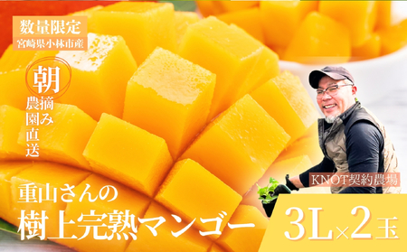 【2026年発送 先行予約】生産農家応援・濃厚果肉 みやざき完熟マンゴー 3L×2玉（マンゴー フルーツ アップルマンゴー 果物 くだもの 2026 先行受付 宮崎）