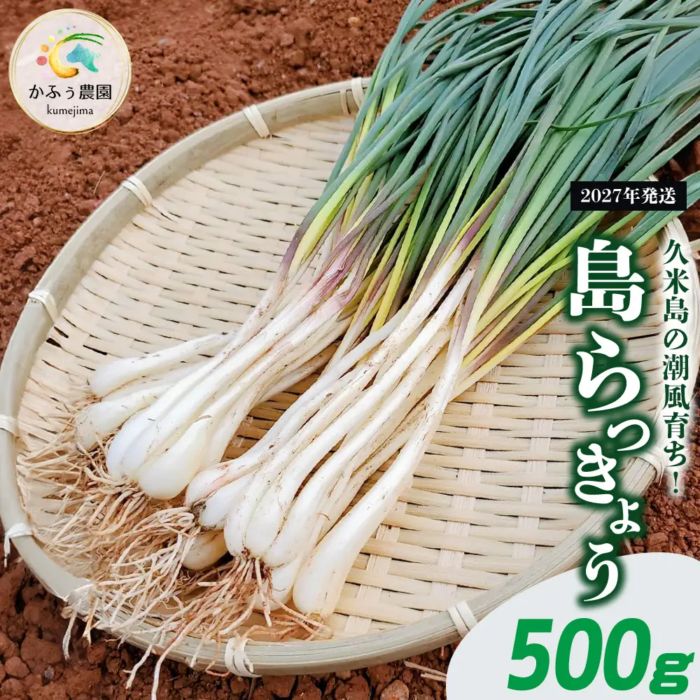 【2027年発送】久米島の潮風育ち！島らっきょう 500g