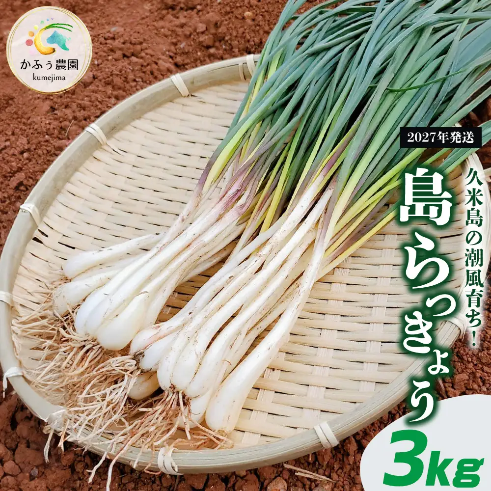 【2027年発送】久米島の潮風育ち！島らっきょう 3kg