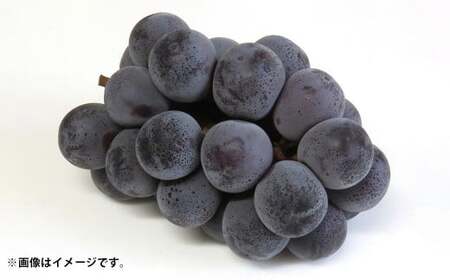 先行予約岡山県産ニューピオーネ 約500g×2房 計約1kg【2026年8月下旬～10月下旬まで順次発送予定】 葡萄 ぶどう ブドウ フルーツ 果物 冷蔵