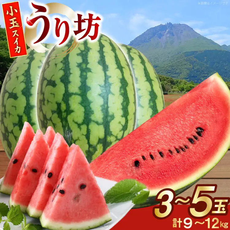 BJ645 【令和9年度出荷分】 島原スイカ倶楽部 小玉スイカ うり坊 3～5玉 計9～12kg
