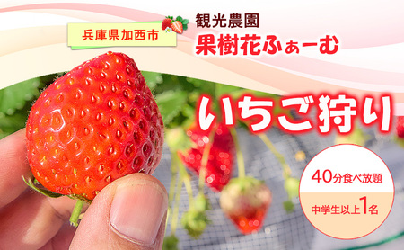 いちご狩り40分食べ放題 中学生以上1名 いちご狩り 食べ放題 40分 いちご イチゴ 苺 観光 レジャー 兵庫県 加西市