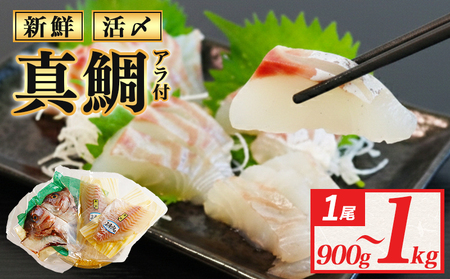 真鯛 1尾分 (約900g～1kg) 半身 アラ付 真鯛 刺身用