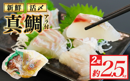 真鯛 2尾分 (約2.5kg) 半身 アラ付 真鯛 刺身用