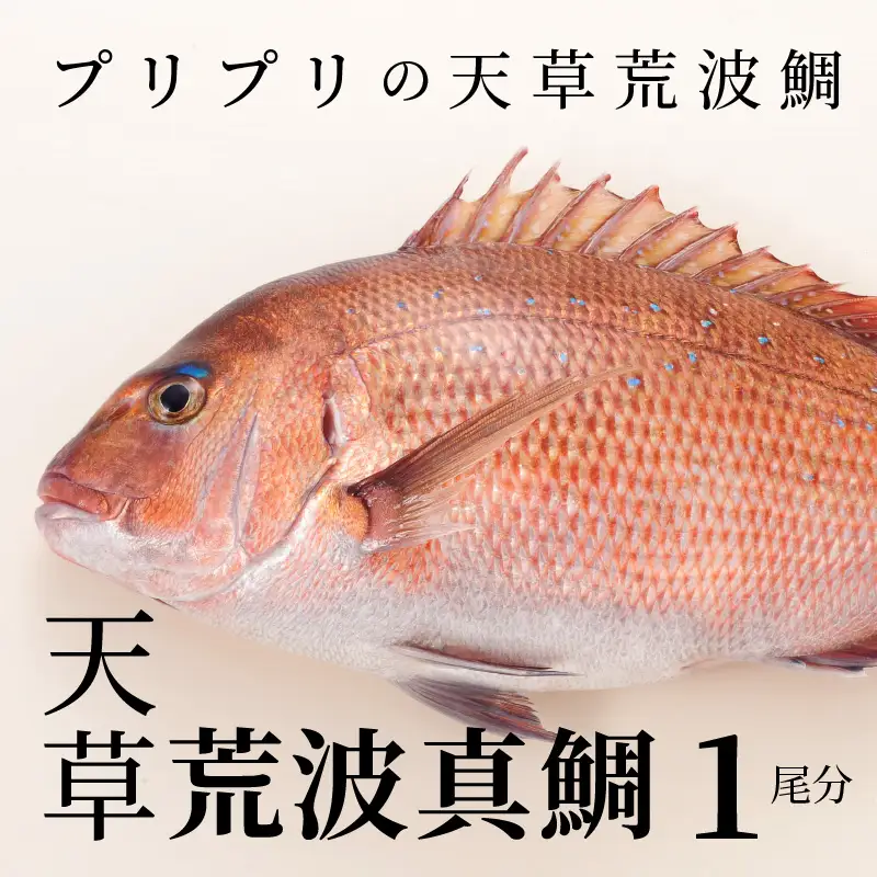 S006-004_天草荒波真鯛　フィレ　1尾分　/ 真鯛 鯛 タイ 刺し身 刺身