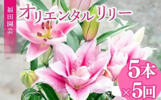  ユリ(オリエンタルリリー)5本 5ヶ月定期便【ユリ】