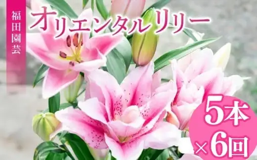 ユリ(オリエンタルリリー)5本 6ヶ月定期便【ユリ】