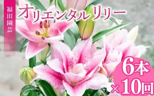  ユリ(オリエンタルリリー)6本 10ヶ月定期便【ユリ】