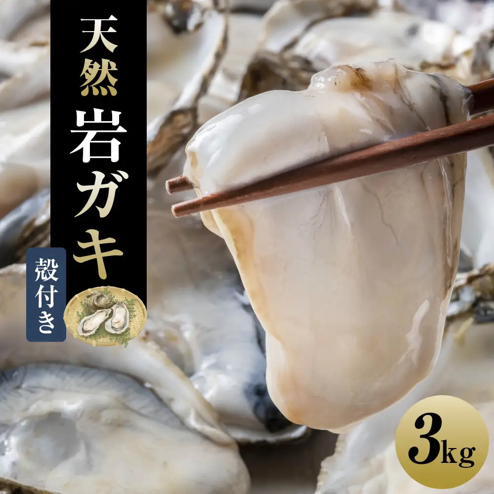 129.【先行予約】天然岩ガキ　3kg（殻付き）岩がき　牡蠣◇　※2027年6月～8月上旬頃に順次発送予定 ※北海道・沖縄・離島への配送不可