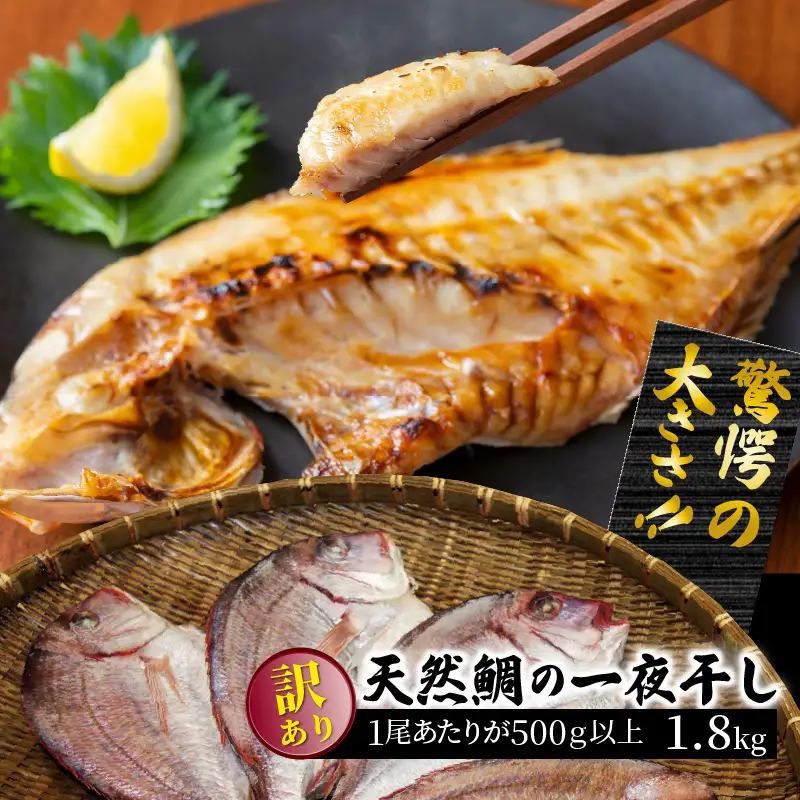 驚愕の大きさ！訳あり天然鯛の一夜干し1.8kg _1554R