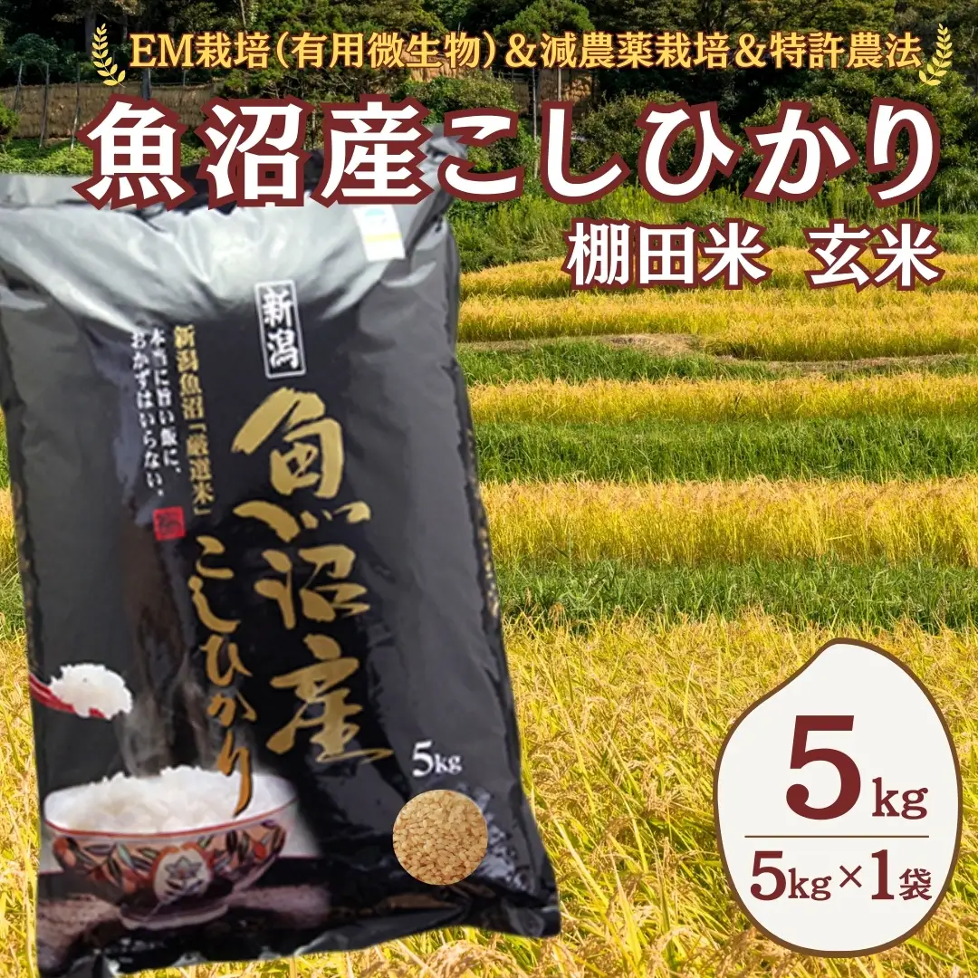 魚沼産コシヒカリ 玄米 5kg (5キロ×1) 佐藤農場 | 新潟県 玄米 おこめ 小千谷