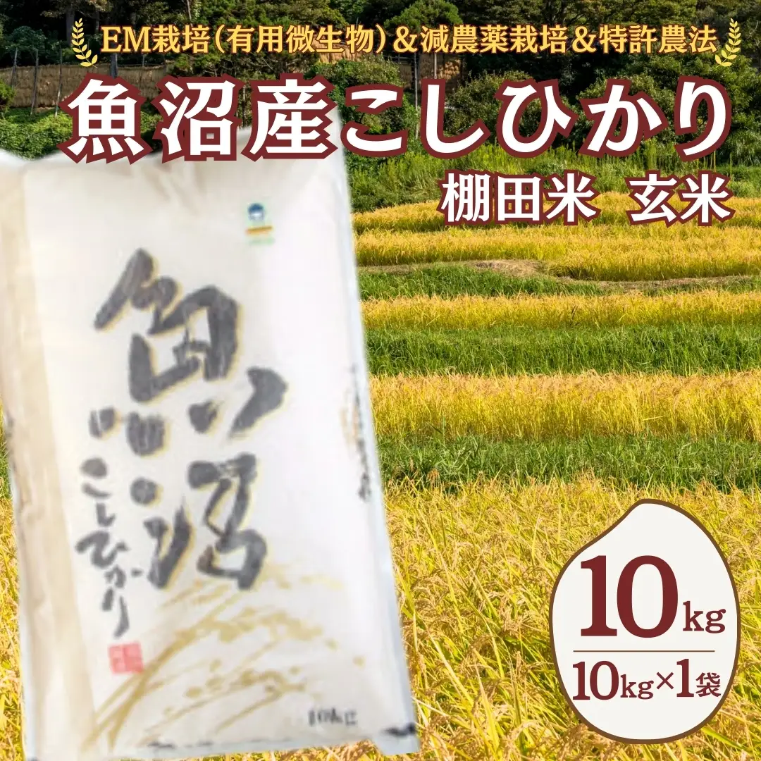 魚沼産コシヒカリ 玄米 10kg (10キロ×1) 佐藤農場 | 新潟県 玄米 令和7年 おこめ