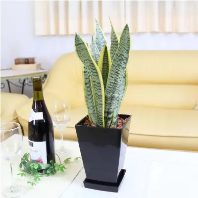 【観葉植物】サンスベリア 5号 ブラックスクエアプラスチック鉢 土の表面:ウッドチップ【観葉植物 インテリア 部屋 おしゃれ 福岡県 筑前町 送料無料 AG055】