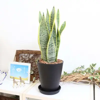 【観葉植物】サンスベリア 5号 ブラック丸プラスチック鉢 土の表面:ウッドチップ【観葉植物 インテリア 部屋 おしゃれ 福岡県 筑前町 送料無料 AG057】