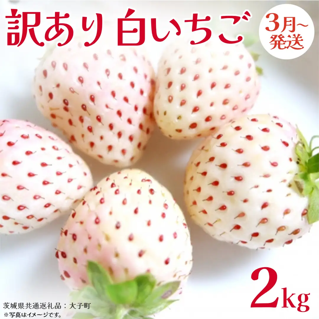 訳あり 白いちご 2kg【2027年3月発送開始】(茨城県共通返礼品：大子町)