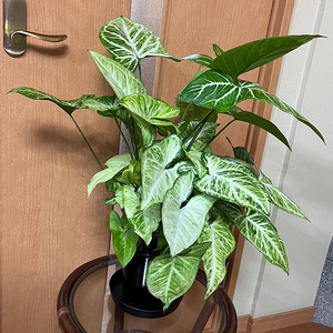 シンゴニューム・ホワイトバタフライ（観葉植物）（B1048-1）