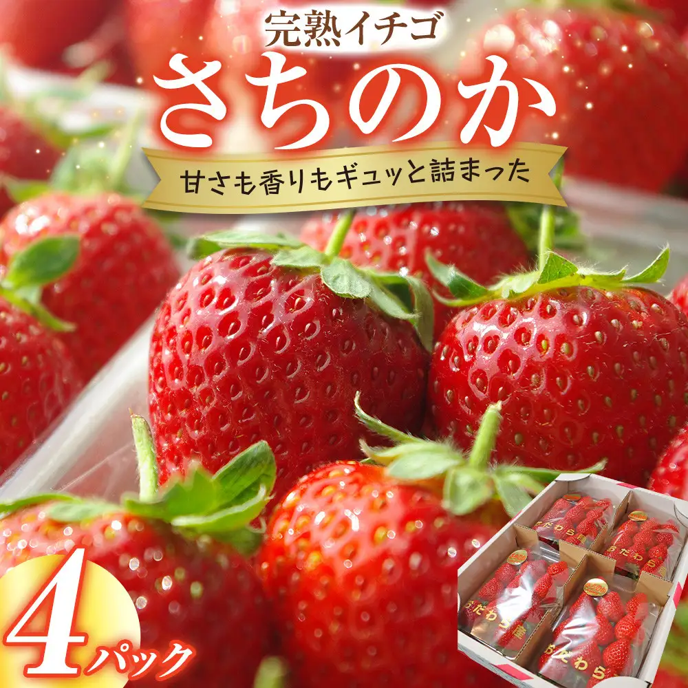 【期間限定・数量限定！】完熟イチゴ　さちのか　希少いちご　神奈川県産　苺　４パック入り |  フルーツ 果物 神奈川県 小田原市