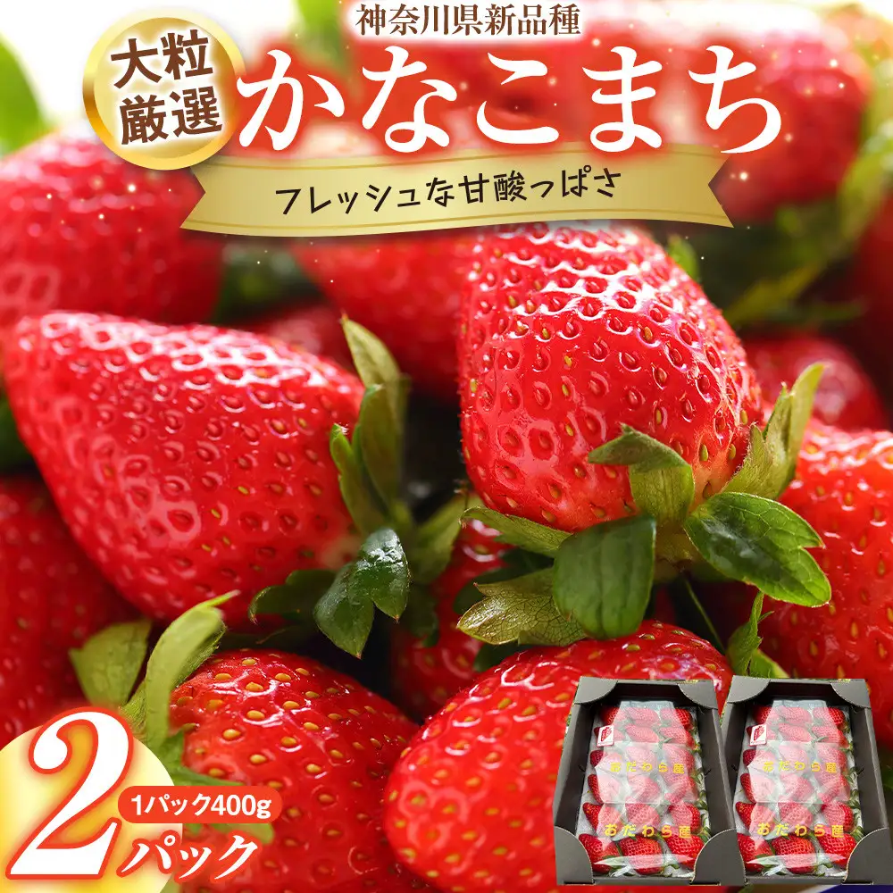 【期間限定・数量限定！】大粒厳選　神奈川県新品種「かなこまち」　完熟イチゴ　苺　2パック入り| いちご フルーツ 果物 神奈川県 小田原市