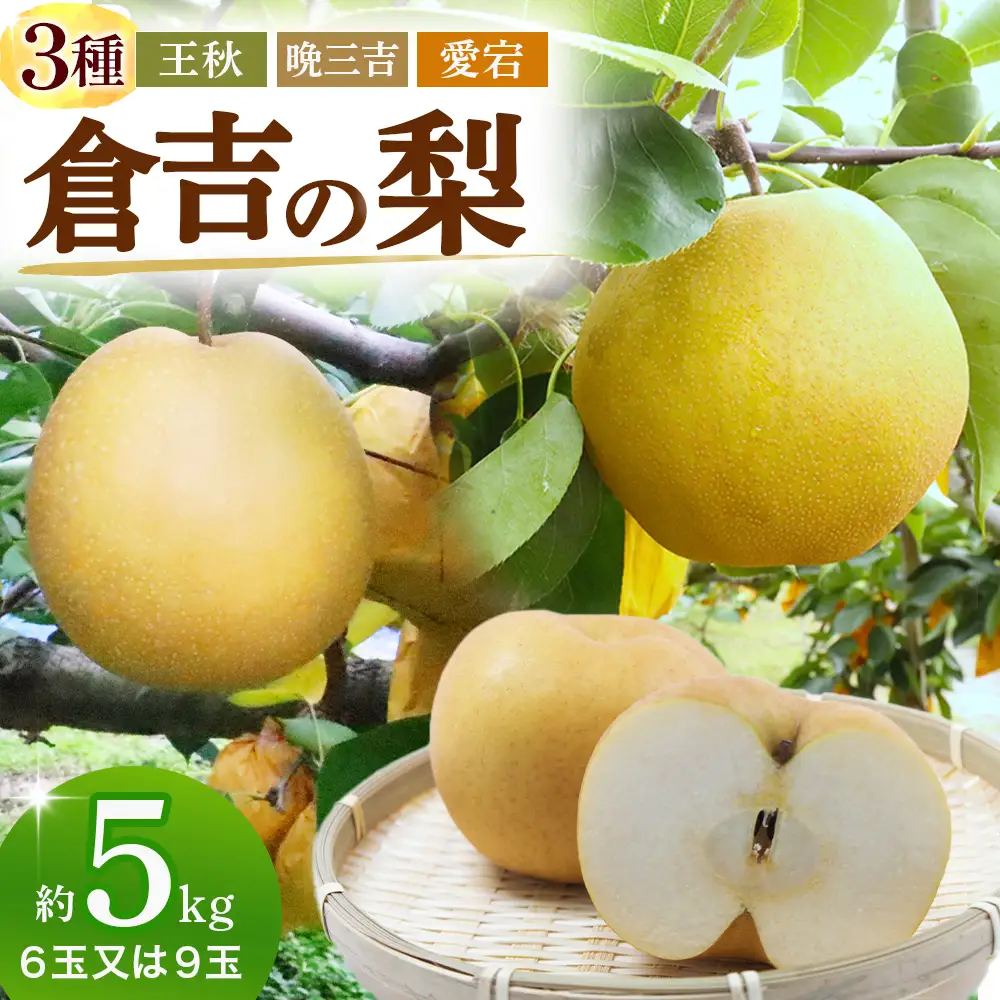 【期間限定】令和8年産 倉吉の梨 3種ミックス（王秋・晩三吉・あたご）計5kg 王秋 晩三吉 あたご梨 倉吉産 梨 ブランド梨 果物 フルーツ 先行予約 和梨 数量限定