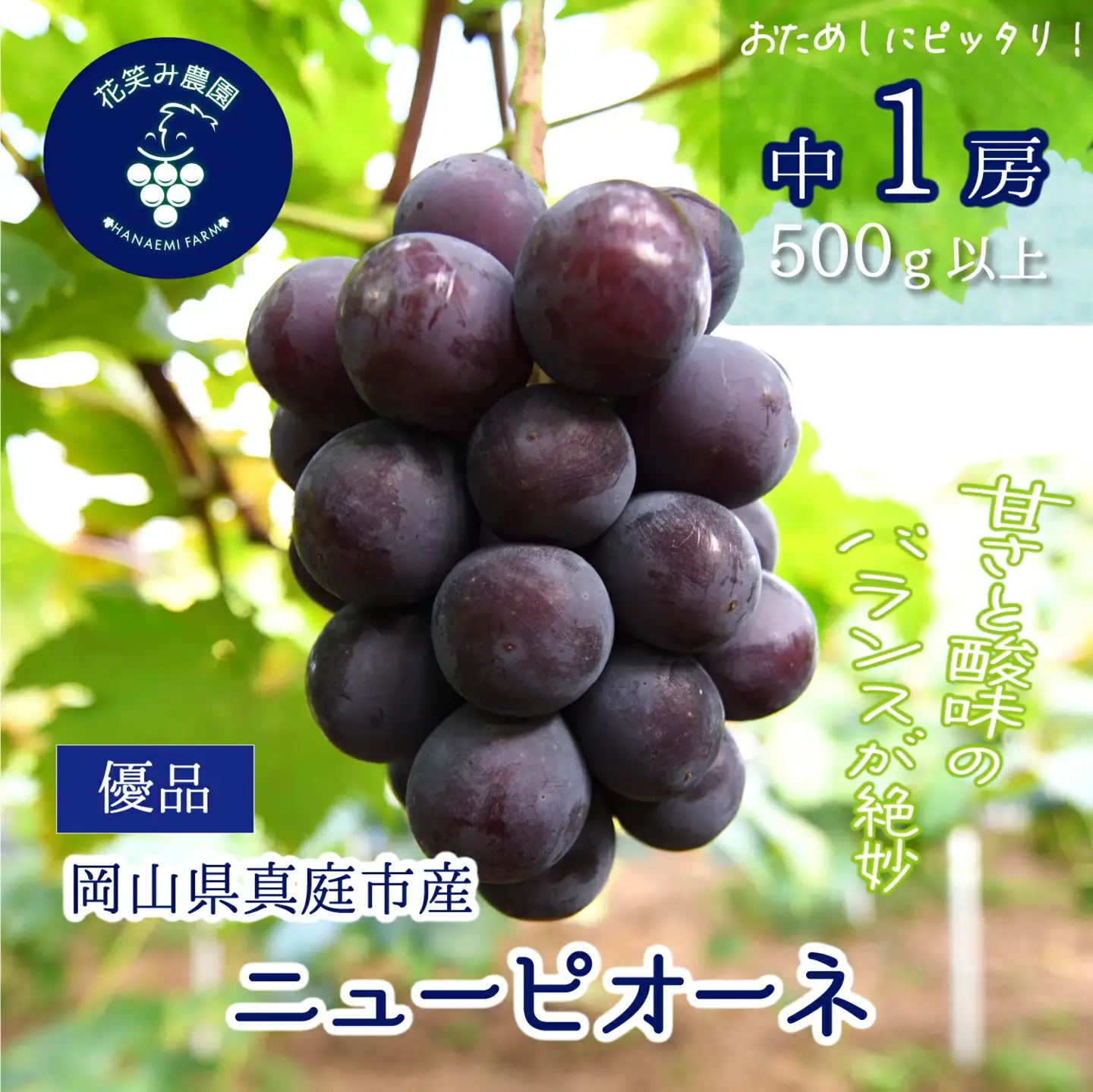 ニューピオーネ １房【500g以上】 種無しピオーネ 【hana079-01】