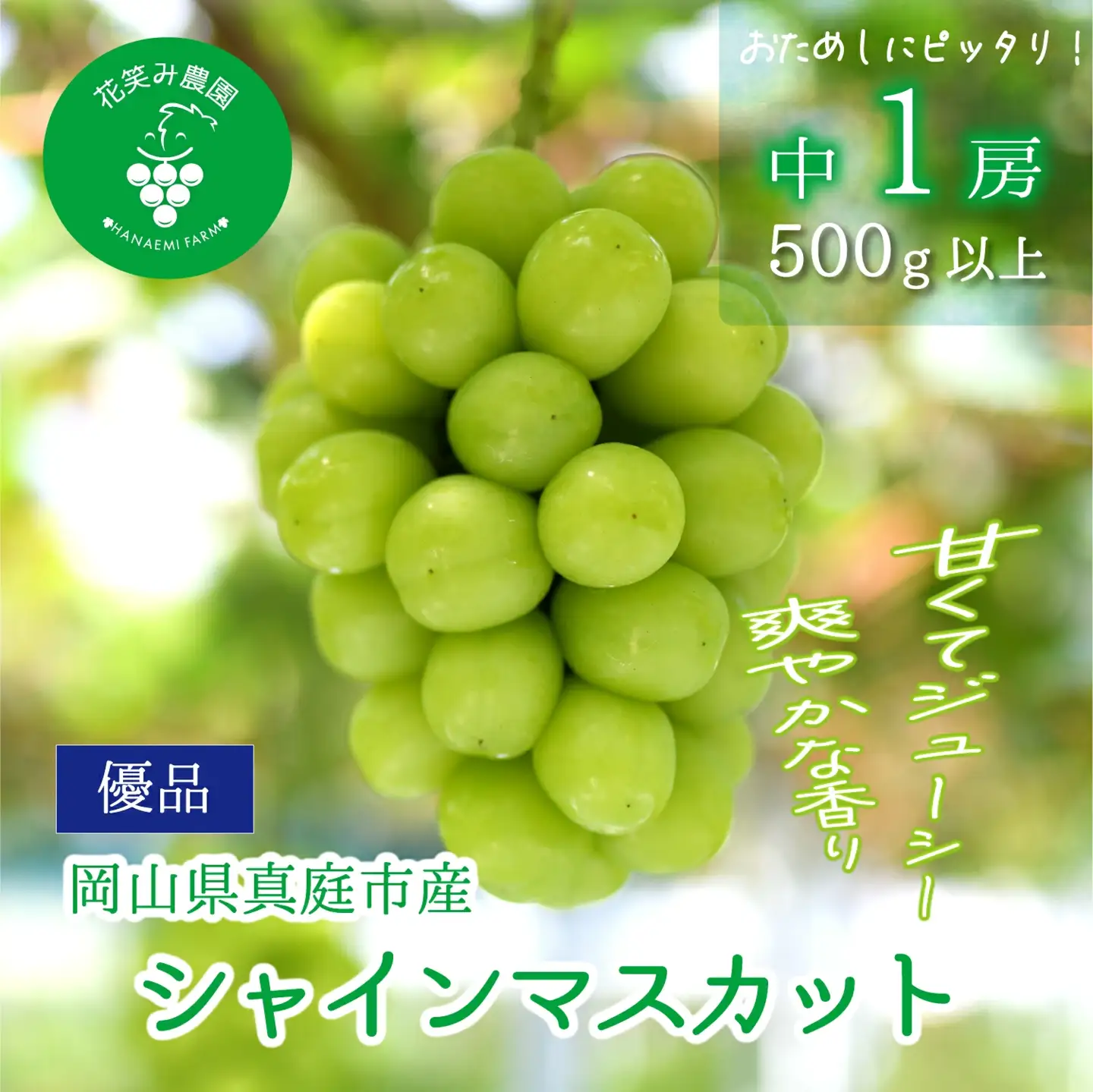 【2026年先行予約】花笑み農園の『シャインマスカット』500ｇ以上（中１房）岡山 ぶどう シャインマスカット 真庭市 【hana081-01】