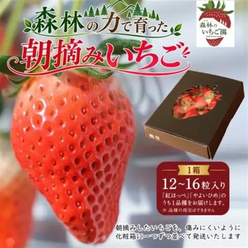 先行受付!森林の力で育った朝摘みいちご1箱　【12～16粒入り】【2027年1月中旬より発送開始】【配送不可地域：離島・北海道・沖縄県・中国・四国・九州】【1033308】
