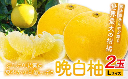 晩白柚 2玉 Lサイズ ばんぺいゆ 熊本《12月上旬-1月末頃出荷》熊本県 氷川町 果物 フルーツ 熊本県産 晩白柚 ばんぺいゆ