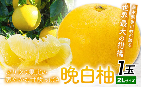 晩白柚 1玉 2Lサイズ ばんぺいゆ 熊本《12月上旬-1月末頃出荷》熊本県 氷川町 果物 フルーツ 熊本県産 晩白柚 ばんぺいゆ