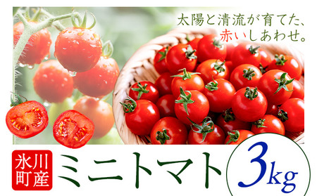 【先行予約】トマト 3kg 熊本 氷川アグリクラブ | ミニトマト