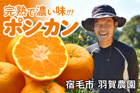 完熟 ポンカン 4kg みかん