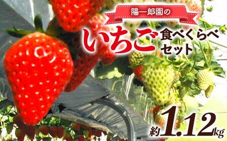陽一郎園のいちご食べくらべセット イチゴ 苺 果物 くだもの フルーツ 食べ比べ 数量限定 F4H-0681