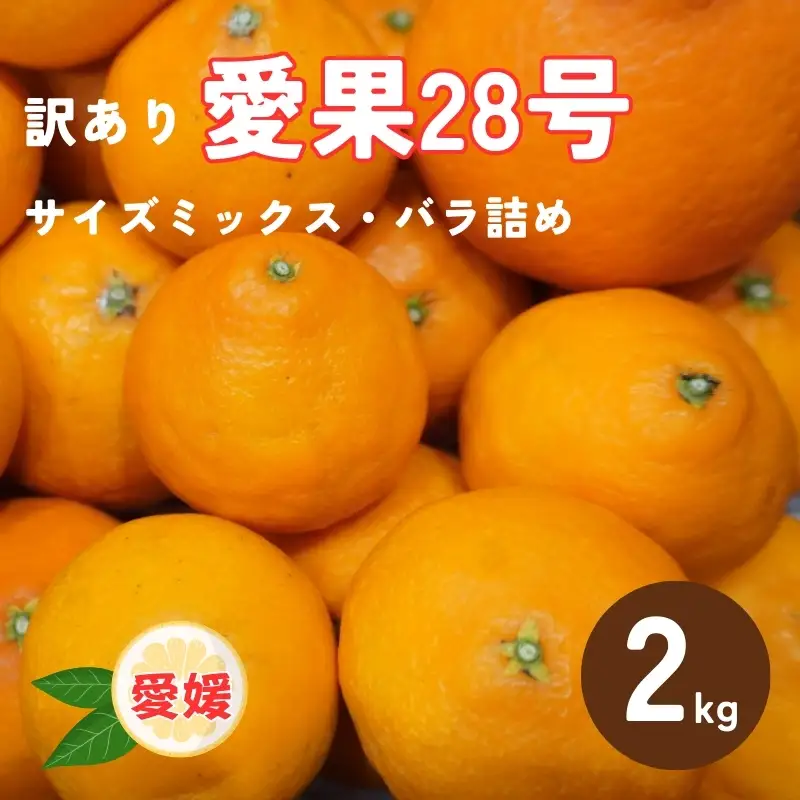 【2026年先行予約】 訳あり 愛果28号 2kg サイズミックス 【2026年12月以降発送】 紅まどんなと同一品種 みかん 愛媛 数量限定 柑橘 伊予市｜A128