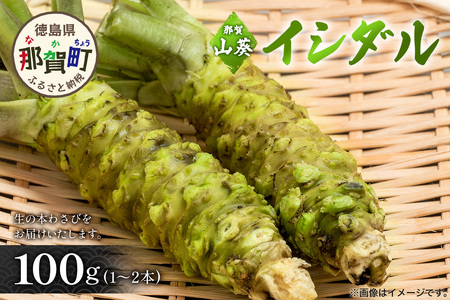 那賀わさび (イシダル) 約100g 1～2本【徳島県 那賀町 生産者直送 産地直送 本わさび わさび ワサビ 生わさび 山葵 野菜 香味野菜 国産 イシダル 薬味 調味料 万能 新鮮】FN-11