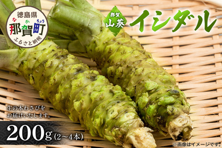 那賀わさび (イシダル) 約200g 2～4本【徳島県 那賀町 生産者直送 産地直送 本わさび わさび ワサビ 生わさび 山葵 野菜 香味野菜 国産 イシダル 薬味 調味料 万能 新鮮】FN-12